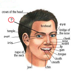 Parts Of The Face Diagram