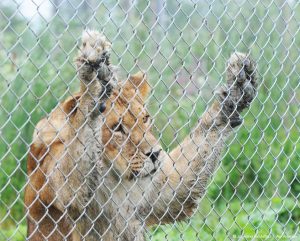 Animals in the Wild vs in Captivity – Advantages & Disadvantages