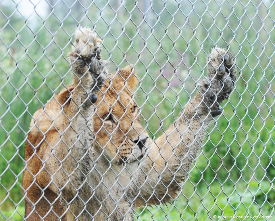 should-animals-be-kept-in-zoos-lowry-high