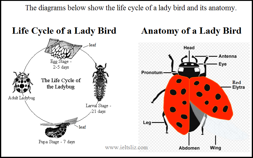 IELTS Writing Task 1 Life Cycle Diagram